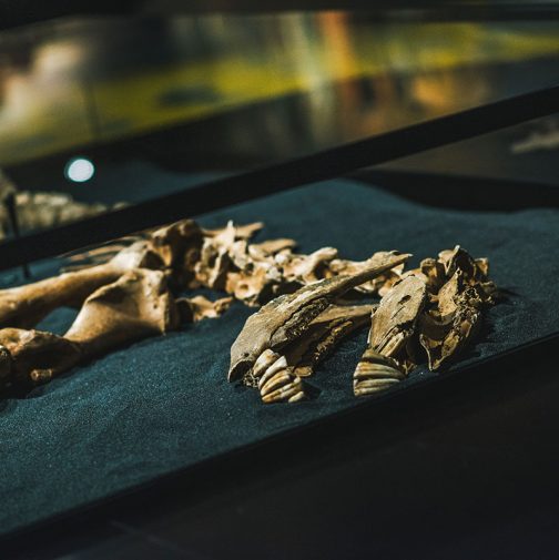 Paardenskelet in het Nationaal Miltair Museum