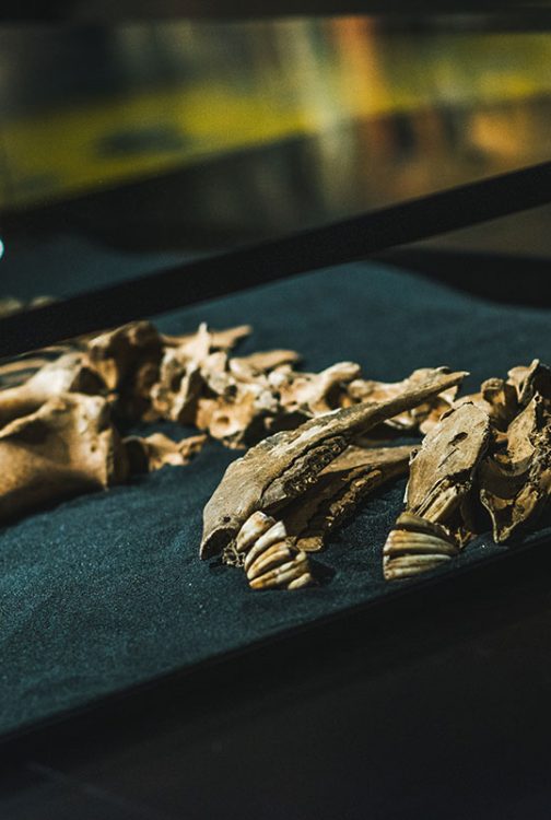 Paardenskelet in het Nationaal Miltair Museum