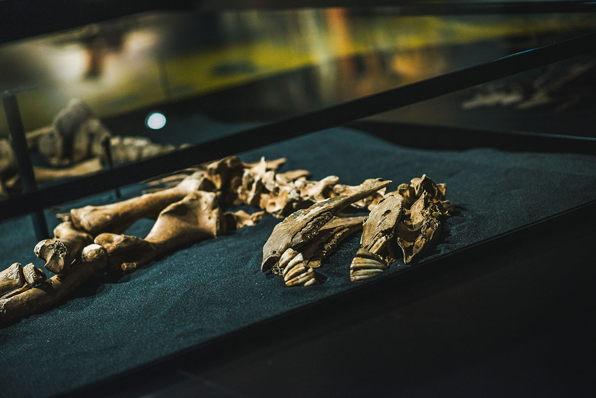 Paardenskelet in het Nationaal Miltair Museum